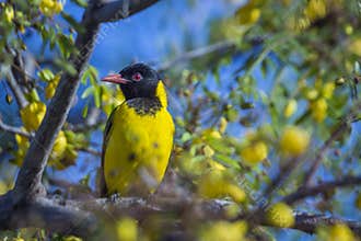 African Black headed Oriole in Kruger National park, South Africa