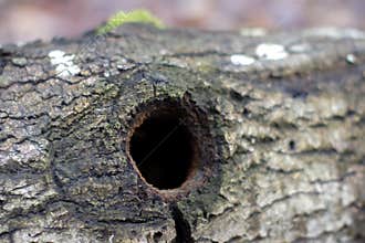 Hole in old oak tree trunk and natural biodiversity