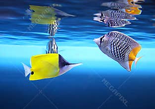 Tropical fishes
