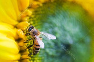 Honey bee collecting pollen and nectar on sunflower. nature, insect, flower