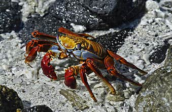 Red Rock Crab, Galapagos Islands, Ecuador