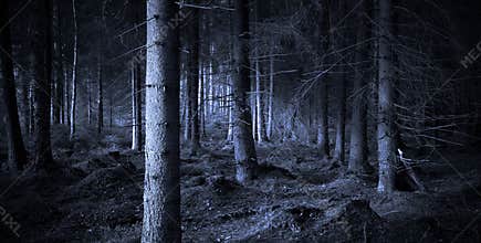 Spooky forest