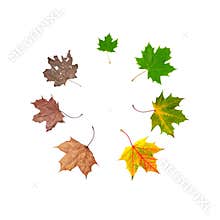 Life cycle of leaf