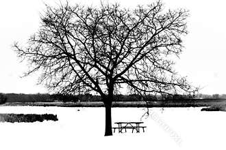 Tree with Picnic Table at Park  Winter