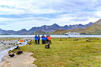 Experience of Wildlife for Tourists: Male Fur Seal Baring the Hiking Path in South Georgia, Antarctica