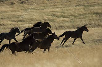 Wild horses running in tall grass