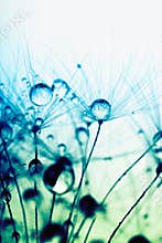 Abstract macro photo of seeds with water drops.