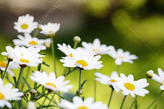 Summer Flowers