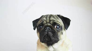 Cute young pug dog portrait. Pug pet looking at camera and tilting head