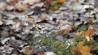 Flowers chamomile in the autumn park.