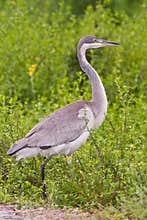 Black-headed heron (ardea melanocephala)