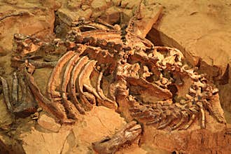 Dinosaur exploration site