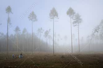 Trip to foggy forest