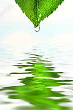 Green leaf over water reflection