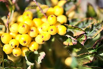 Blurry fall harvesting background in unusual colors with copy space. Beautiful autumnal yellow berries of Sorbus vilmorinii Rowan