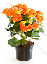 Blossoming plant of begonia