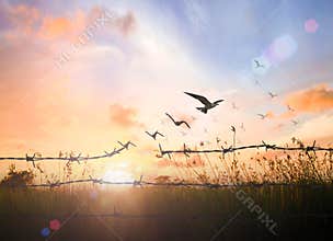 Birds Flying Over Broken Barbed Wire Fence in Dramatic Sunset Sky Representing Freedom