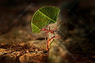 Atta ant, Leafcutter Ants, Costa Rica, macro of a red leafcutter ant stock photo. Costa Rica,  Leaf Cutter Ant in the nature