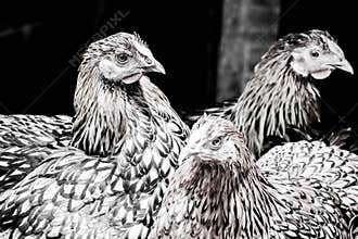 Monochrome Black and White Fancy Chicken