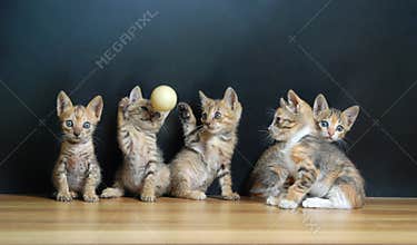 Five cute cats