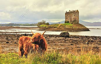 Highland cattle at Castle Stalker, Scotland