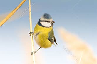 Blue tit on reed / Parus caeruleus
