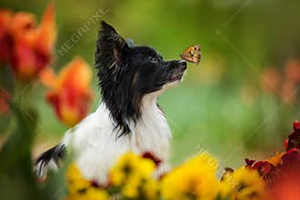 Papillon dog sitting between spring flowers