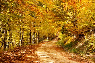 Color path