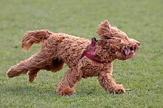 Golden Labradoodle dog outside