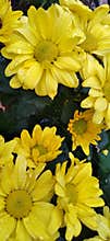 Flower This is Beauty for you glow star