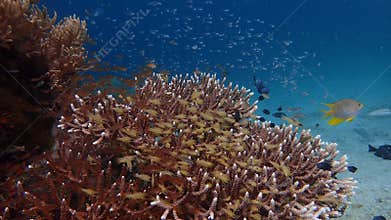 School of small fish in acropora coral and crystal blue water behind