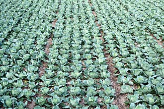 Cultivated Land