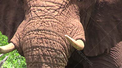 Elephant charge towards camera