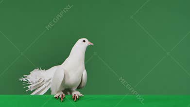 A dove with white beautiful plumage sits in a studio with a green screen chroma key, and then flaps its wings and flies