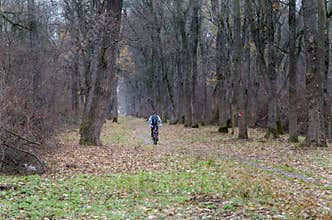 Mountain biker in the forrest