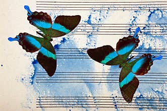 Photo of music paper painted with blue watercolor paint and colorful topical butterflies. Blues music concept. Abstract blue water