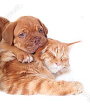 Cat and dog