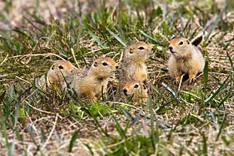 Arctic ground squirrel (Spermophilus parryi)