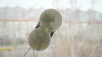 Domestic robot assistant cleaning glass window. Vacuum cleaner cleaning window in high building outdoor.