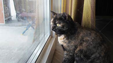 tricolor domestic cat looking out the window and follow on something.