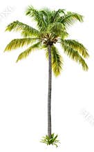 Cut out palm tree. Beach tree.