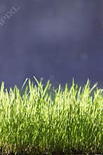 Grass