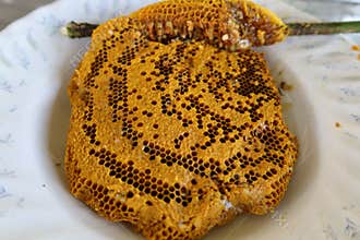 Drops of honey dripping from a hexagonal honeycomb filled with golden nectar. Honeycombs summer elements