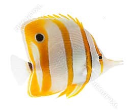 Beak coralfish, copperband butterflyfish, isolated