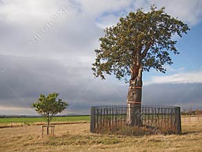 Oak Tree and Small Sapling