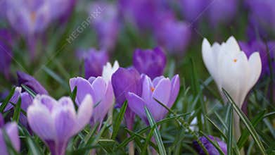 blooming crocus flowers in the park. Spring landscape. Beauty in nature