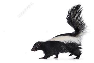 Skunk on white background