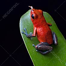 Red poison dart frog Costa Rica jungle
