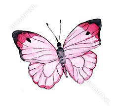 Pink butterfly hand drawn watercolor flying insect