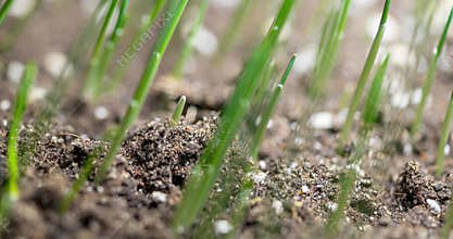 Fresh grass growing macro time-lapse. Closeup of germination and growth of tiny grass cereal crop. Wheat, oats or barley